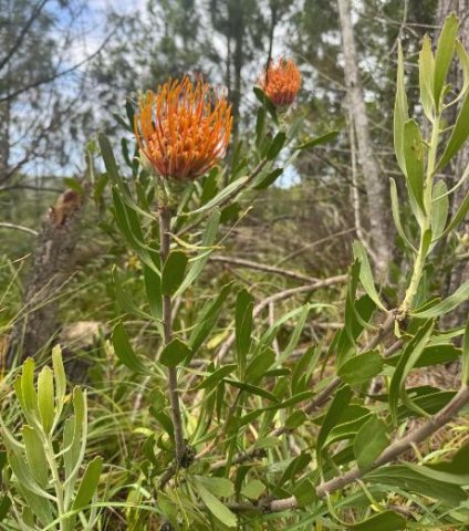 Leucospermum cuneiforme leaves